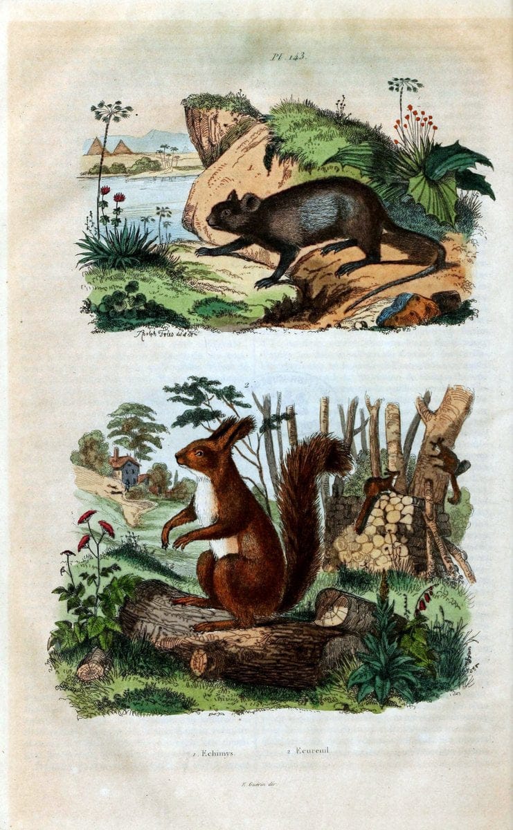Dictionnaire pittoresque d'histoire naturelle et des phÃ©nomÃ¨nes de la nature /.Paris1833-[1840].. |  | Vintage Print Reproduction 470003