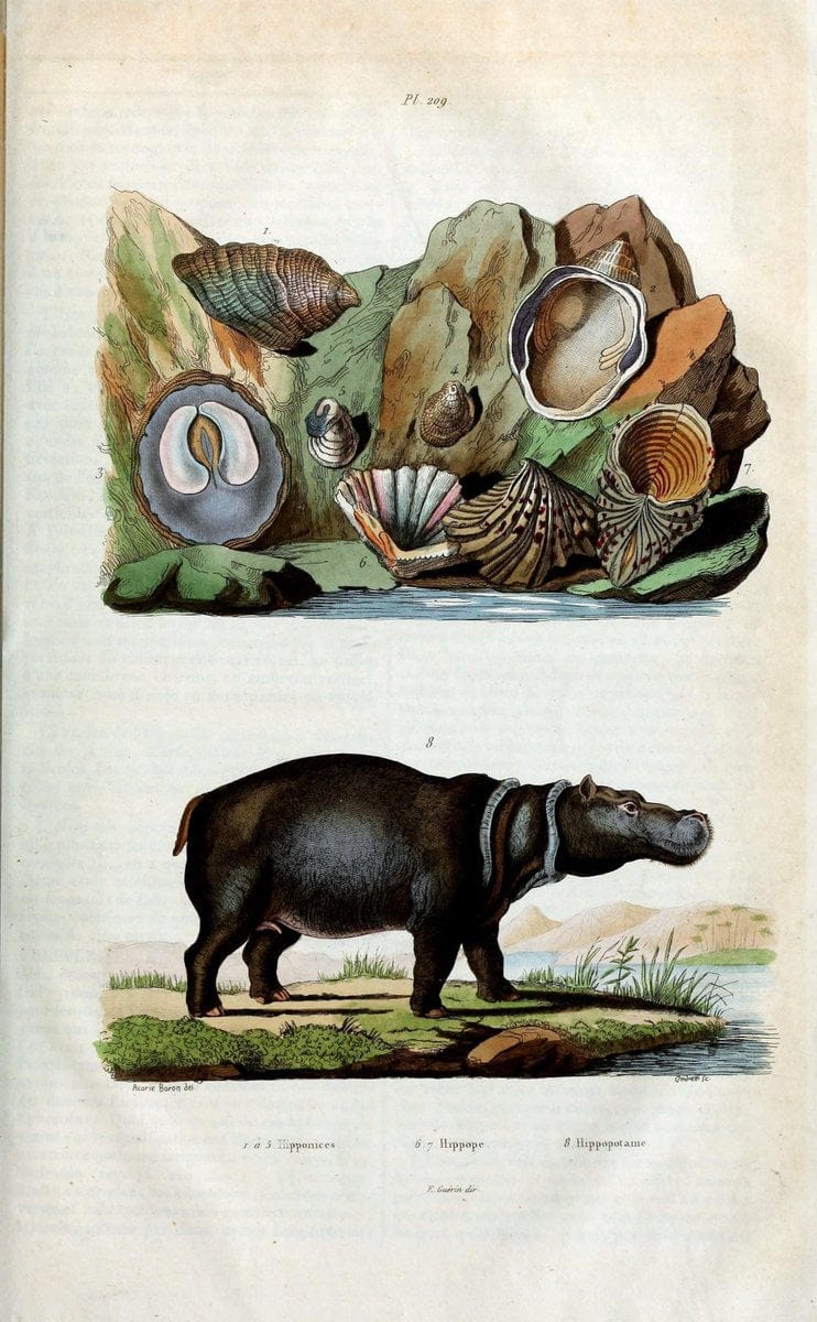 Dictionnaire pittoresque d'histoire naturelle et des phÃ©nomÃ¨nes de la nature /.Paris1833-[1840].. |  | Vintage Print Reproduction 470004