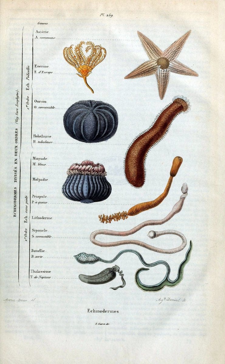 Dictionnaire pittoresque d'histoire naturelle et des phÃ©nomÃ¨nes de la nature /.Paris1833-[1840].. |  | Vintage Print Reproduction 470005