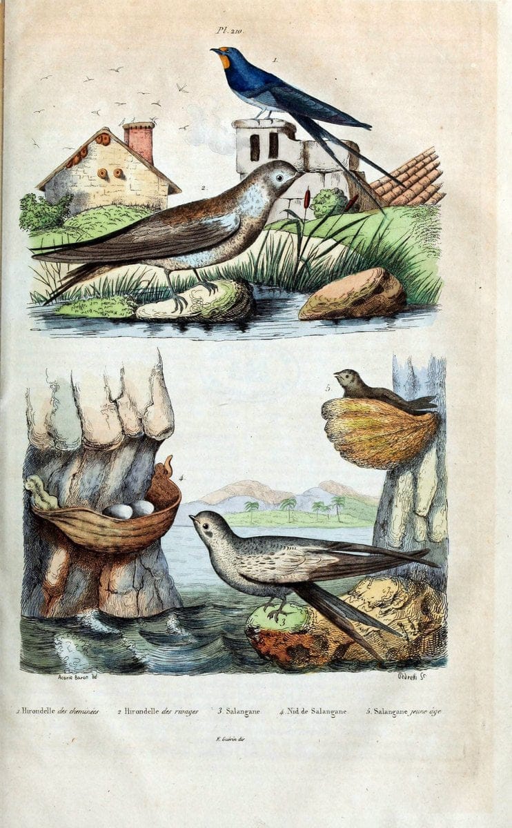 Dictionnaire pittoresque d'histoire naturelle et des phÃ©nomÃ¨nes de la nature /.Paris1833-[1840].. |  | Vintage Print Reproduction 470006