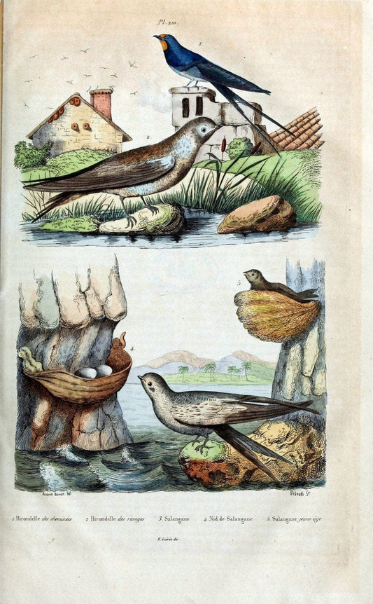 Dictionnaire pittoresque d'histoire naturelle et des phÃ©nomÃ¨nes de la nature /.Paris1833-[1840].. |  | Vintage Print Reproduction 470006