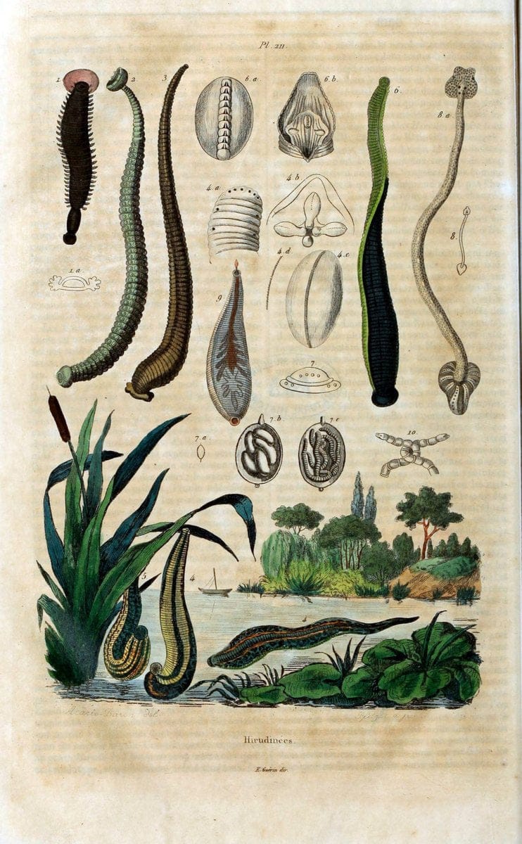 Dictionnaire pittoresque d'histoire naturelle et des phÃ©nomÃ¨nes de la nature /.Paris1833-[1840].. |  | Vintage Print Reproduction 470007