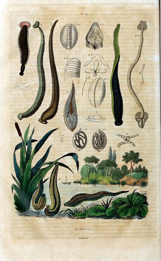 Dictionnaire pittoresque d'histoire naturelle et des phÃ©nomÃ¨nes de la nature /.Paris1833-[1840].. |  | Vintage Print Reproduction 470007