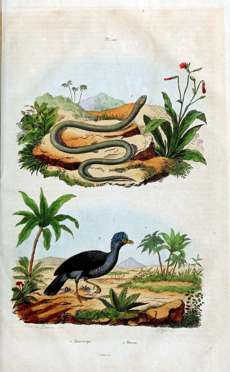 Dictionnaire pittoresque d'histoire naturelle et des phÃ©nomÃ¨nes de la nature /.Paris1833-[1840].. |  | Vintage Print Reproduction 470008