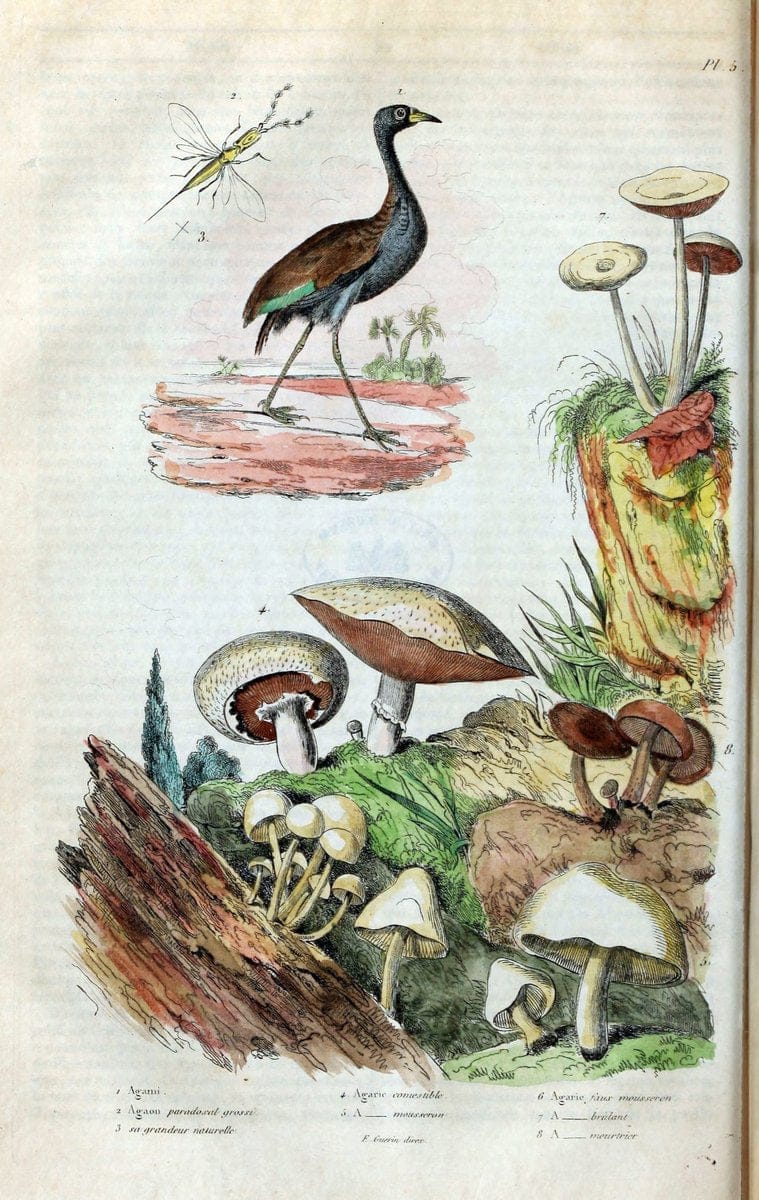 Dictionnaire pittoresque d'histoire naturelle et des phÃ©nomÃ¨nes de la nature. v.1Paris1833-[1840] |  | Vintage Print Reproduction 470009