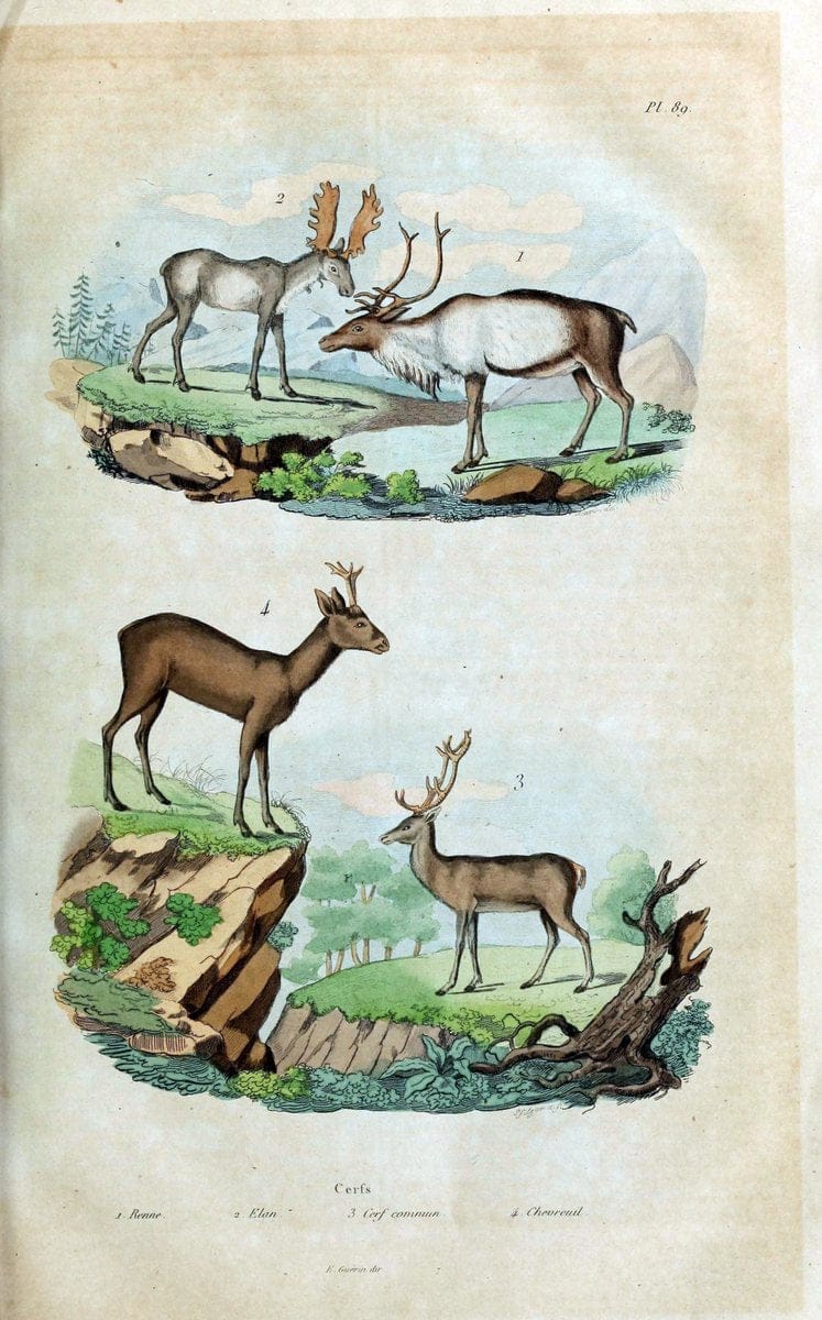 Dictionnaire pittoresque d'histoire naturelle et des phÃ©nomÃ¨nes de la nature /.Paris1833-[1840].. |  | Vintage Print Reproduction 470010