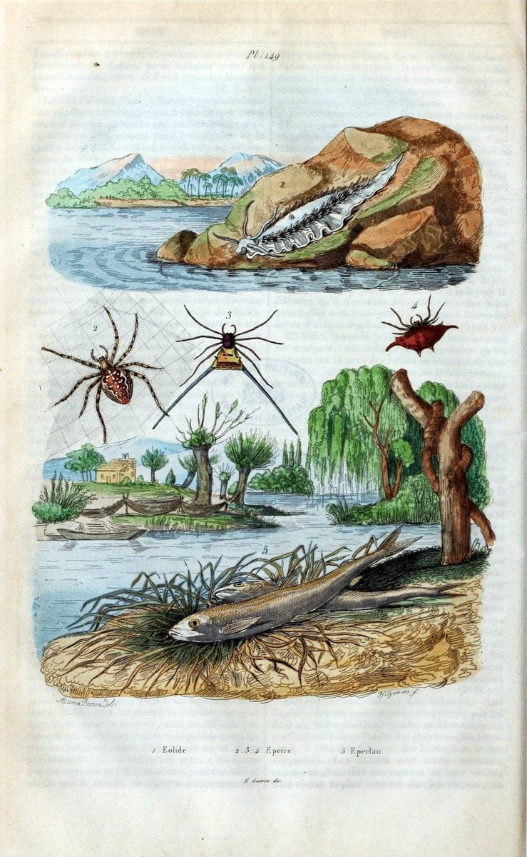 Dictionnaire pittoresque d'histoire naturelle et des phÃ©nomÃ¨nes de la nature /.Paris1833-[1840].. |  | Vintage Print Reproduction 470011