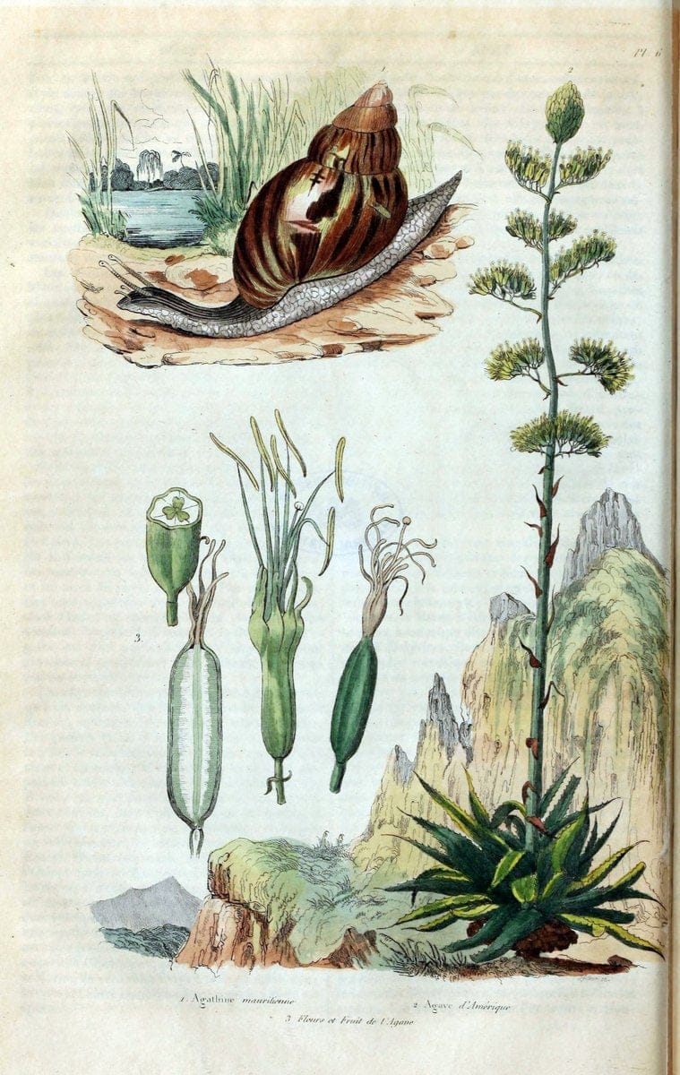 Dictionnaire pittoresque d'histoire naturelle et des phÃ©nomÃ¨nes de la nature. v.1Paris1833-[1840] |  | Vintage Print Reproduction 470012