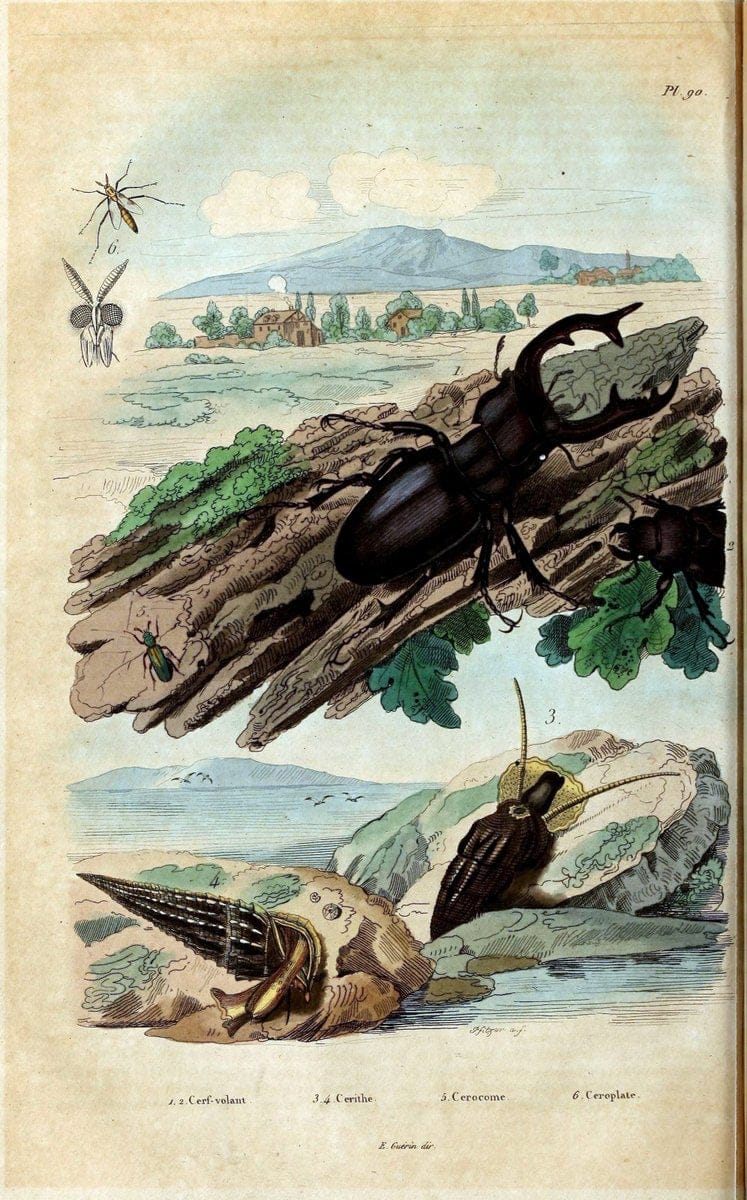 Dictionnaire pittoresque d'histoire naturelle et des phÃ©nomÃ¨nes de la nature /.Paris1833-[1840].. |  | Vintage Print Reproduction 470013