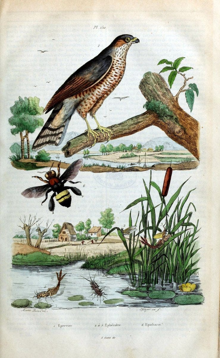 Dictionnaire pittoresque d'histoire naturelle et des phÃ©nomÃ¨nes de la nature /.Paris1833-[1840].. |  | Vintage Print Reproduction 470014