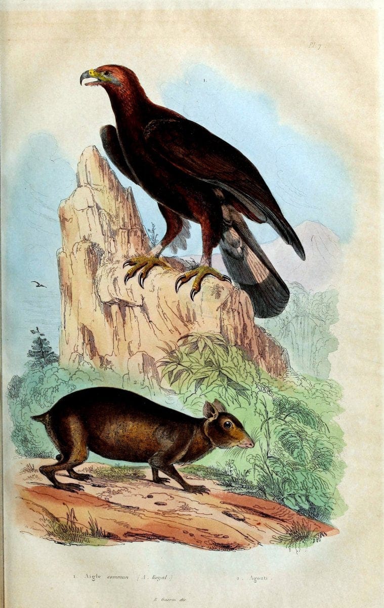 Dictionnaire pittoresque d'histoire naturelle et des phÃ©nomÃ¨nes de la nature. v.1Paris1833-[1840] |  | Vintage Print Reproduction 470015