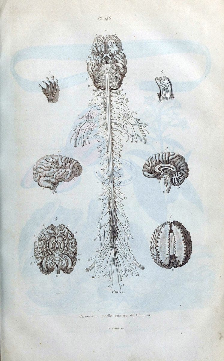 Dictionnaire pittoresque d'histoire naturelle et des phÃ©nomÃ¨nes de la nature /.Paris1833-[1840].. |  | Vintage Print Reproduction 470016