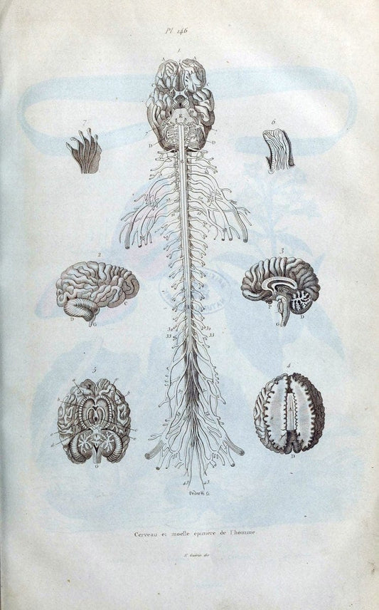 Dictionnaire pittoresque d'histoire naturelle et des phÃ©nomÃ¨nes de la nature /.Paris1833-[1840].. |  | Vintage Print Reproduction 470016