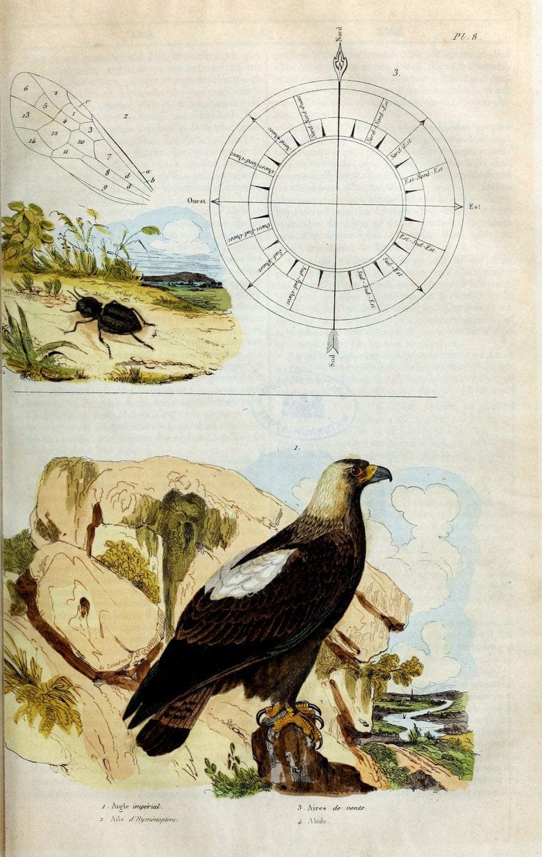 Dictionnaire pittoresque d'histoire naturelle et des phÃ©nomÃ¨nes de la nature. v.1Paris1833-[1840] |  | Vintage Print Reproduction 470017