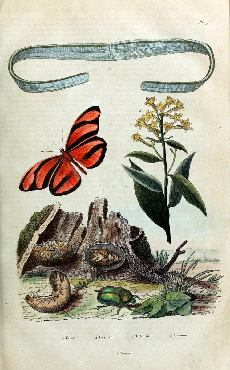 Dictionnaire pittoresque d'histoire naturelle et des phÃ©nomÃ¨nes de la nature /.Paris1833-[1840].. |  | Vintage Print Reproduction 470018