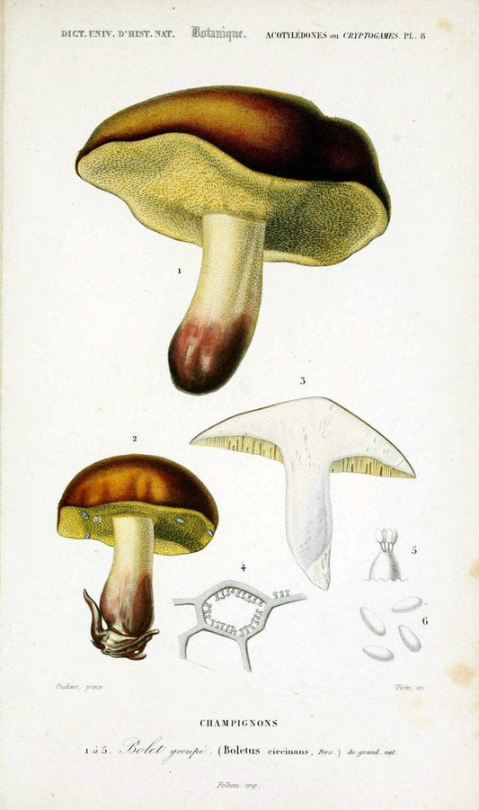 Carl LinnÃ¦i .  SkaÃŒÅ nska resa, paÃŒÅ  hoÌˆga oÌˆfwerhetens befallning foÌˆrraÃŒË†ttad aÃŒÅ r 1749 :.Stockholm :Uplagd paÃŒÅ  Lars Salvii kostnad,1751.  | Vintage Print Reproduction 470020