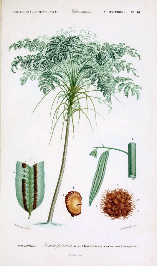 Dictionnaire universel d'histoire naturelle. v. 3 1849 - Atlas (Zoologie-Botanique)Paris | Dictionaries "Natural history" "NCSU Libraries" | Vintage Print Reproduction 470021