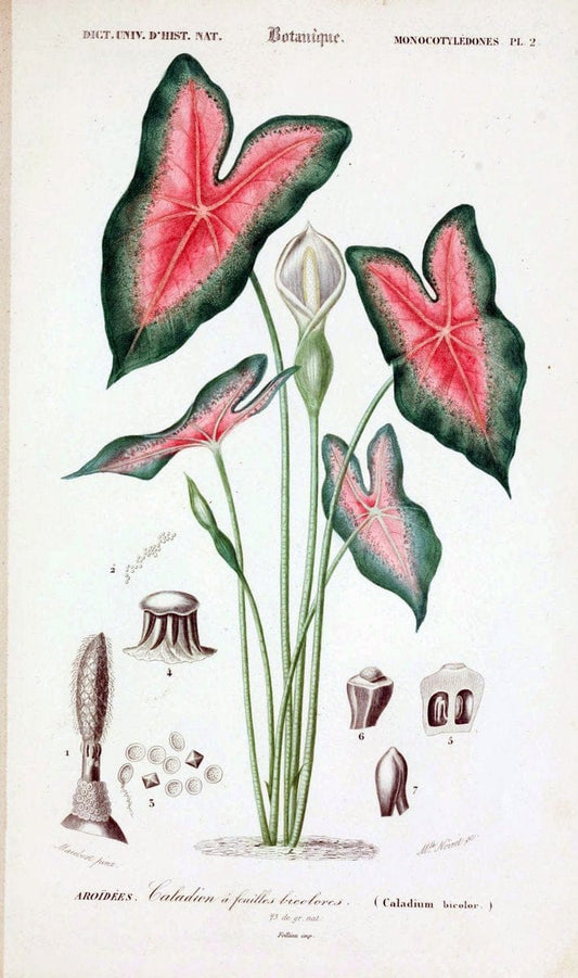 Dictionnaire universel d'histoire naturelle. v. 3 1849 - Atlas (Zoologie-Botanique)Paris | Dictionaries "Natural history" "NCSU Libraries" | Vintage Print Reproduction 470022