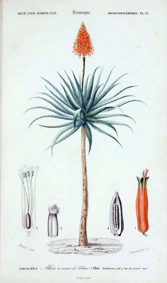 Dictionnaire universel d'histoire naturelle. v. 3 1849 - Atlas (Zoologie-Botanique)Paris | Dictionaries "Natural history" "NCSU Libraries" | Vintage Print Reproduction 470023