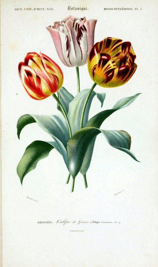 Dictionnaire universel d'histoire naturelle. v. 3 1849 - Atlas (Zoologie-Botanique)Paris | Dictionaries "Natural history" "NCSU Libraries" tulip | Vintage Print Reproduction 470024