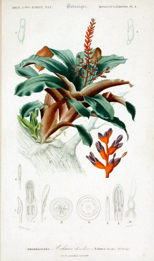 Dictionnaire universel d'histoire naturelle. v. 3 1849 - Atlas (Zoologie-Botanique)Paris | Dictionaries "Natural history" "NCSU Libraries" | Vintage Print Reproduction 470026