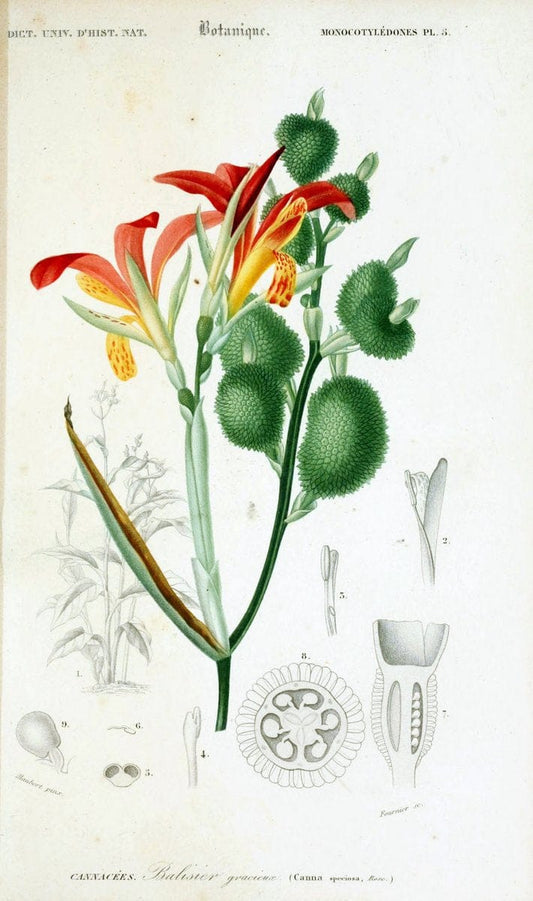 Dictionnaire universel d'histoire naturelle. v. 3 1849 - Atlas (Zoologie-Botanique)Paris | Dictionaries "Natural history" "NCSU Libraries" | Vintage Print Reproduction 470029