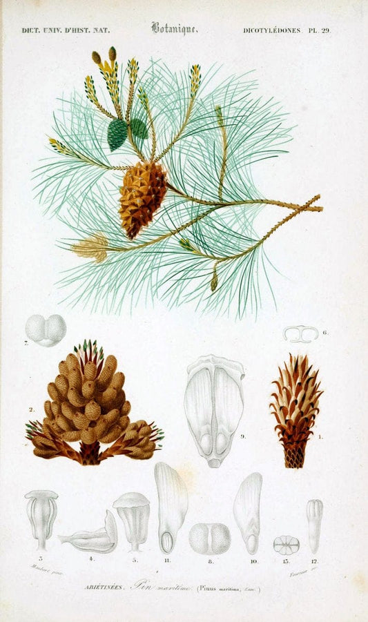 Dictionnaire universel d'histoire naturelle. v. 3 1849 - Atlas (Zoologie-Botanique)Paris | Dictionaries "Natural history" "NCSU Libraries" | Vintage Print Reproduction 470032