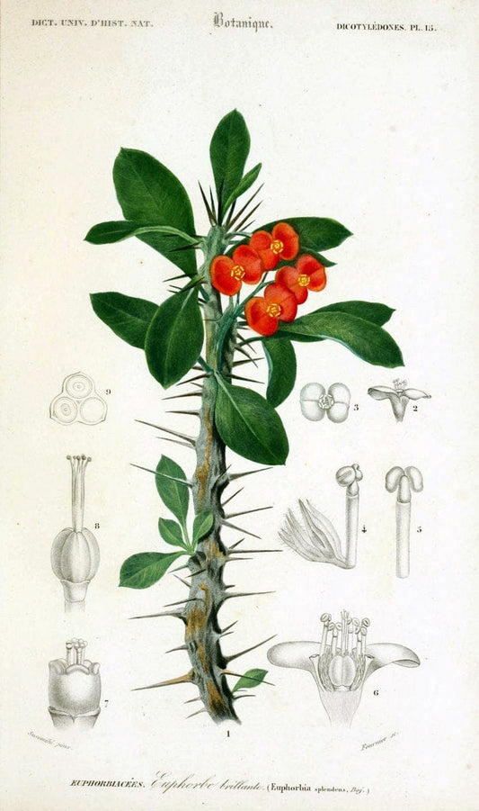Dictionnaire universel d'histoire naturelle. v. 3 1849 - Atlas (Zoologie-Botanique)Paris | Dictionaries "Natural history" "NCSU Libraries" | Vintage Print Reproduction 470033