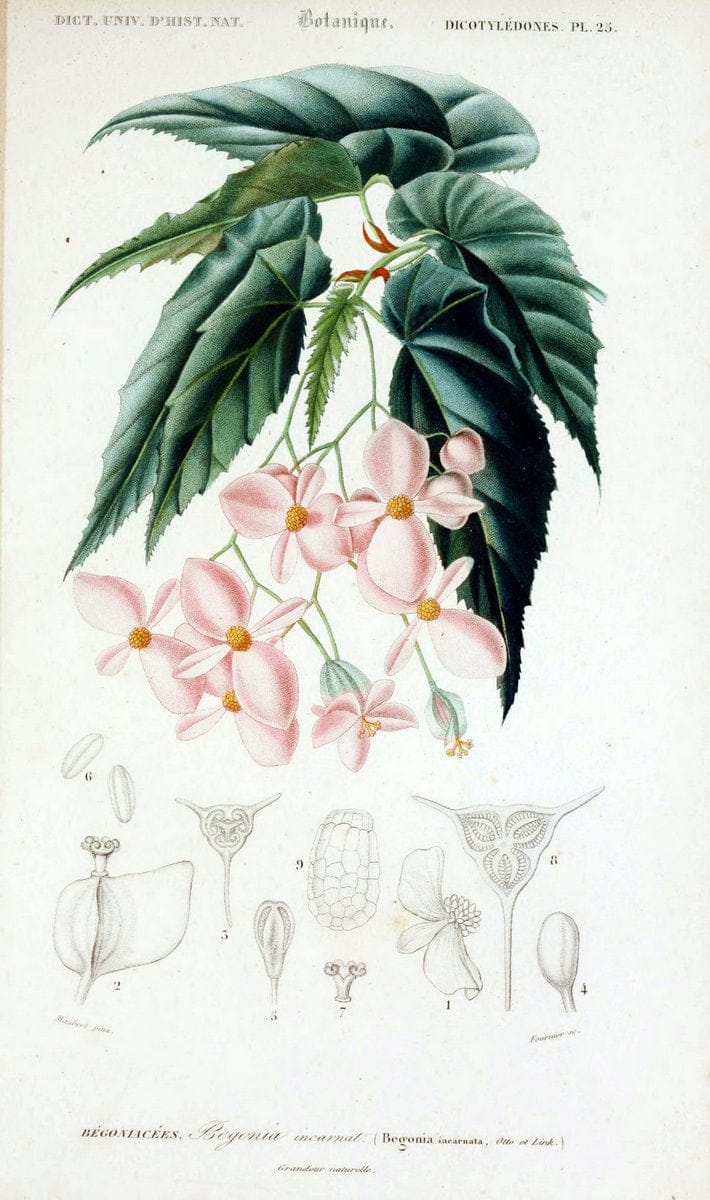 Dragable Image