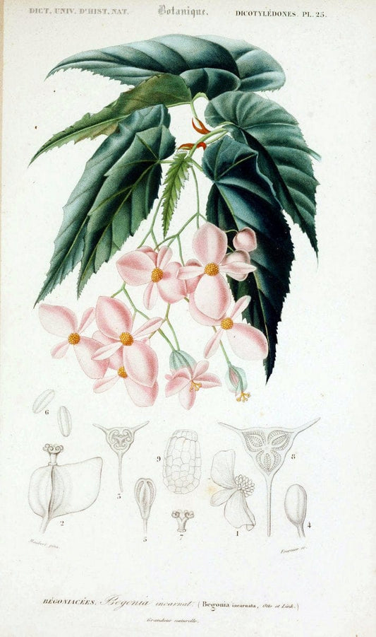Dictionnaire universel d'histoire naturelle. v. 3 1849 - Atlas (Zoologie-Botanique)Paris | Dictionaries "Natural history" "NCSU Libraries" | Vintage Print Reproduction 470034