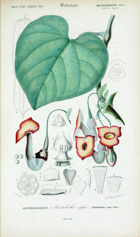 Dictionnaire universel d'histoire naturelle. v. 3 1849 - Atlas (Zoologie-Botanique)Paris | Dictionaries "Natural history" "NCSU Libraries" | Vintage Print Reproduction 470035