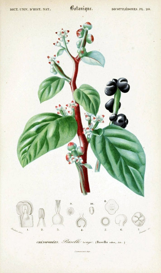 Dictionnaire universel d'histoire naturelle. v. 3 1849 - Atlas (Zoologie-Botanique)Paris | Dictionaries "Natural history" "NCSU Libraries" | Vintage Print Reproduction 470036