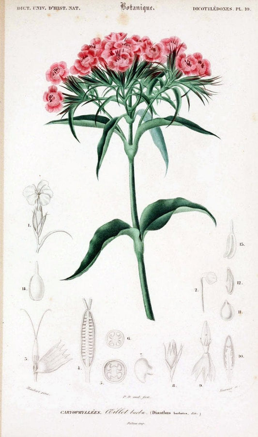 Dictionnaire universel d'histoire naturelle. v. 3 1849 - Atlas (Zoologie-Botanique)Paris | Dictionaries "Natural history" "NCSU Libraries" | Vintage Print Reproduction 470037