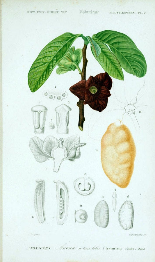 Dictionnaire universel d'histoire naturelle. v. 3 1849 - Atlas (Zoologie-Botanique)Paris | Dictionaries "Natural history" "NCSU Libraries" | Vintage Print Reproduction 470039