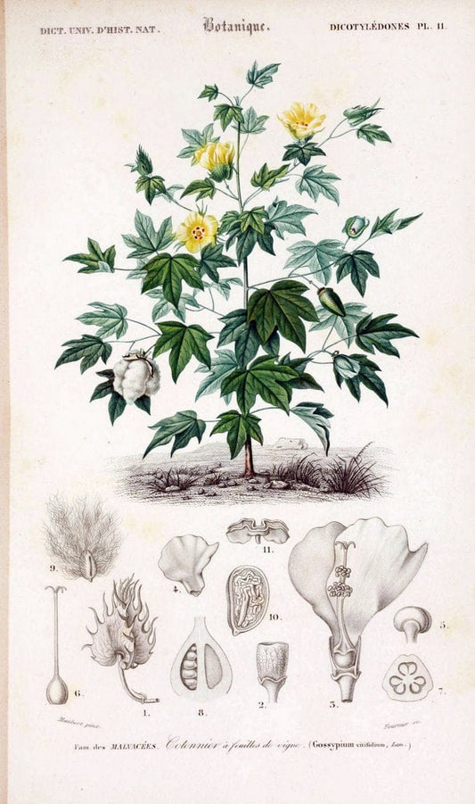 Dictionnaire universel d'histoire naturelle. v. 3 1849 - Atlas (Zoologie-Botanique)Paris | Dictionaries "Natural history" "NCSU Libraries" | Vintage Print Reproduction 470041