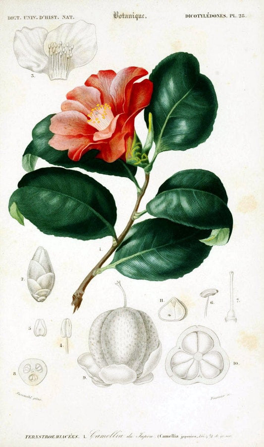 Dictionnaire universel d'histoire naturelle. v. 3 1849 - Atlas (Zoologie-Botanique)Paris | Dictionaries "Natural history" "NCSU Libraries" | Vintage Print Reproduction 470043