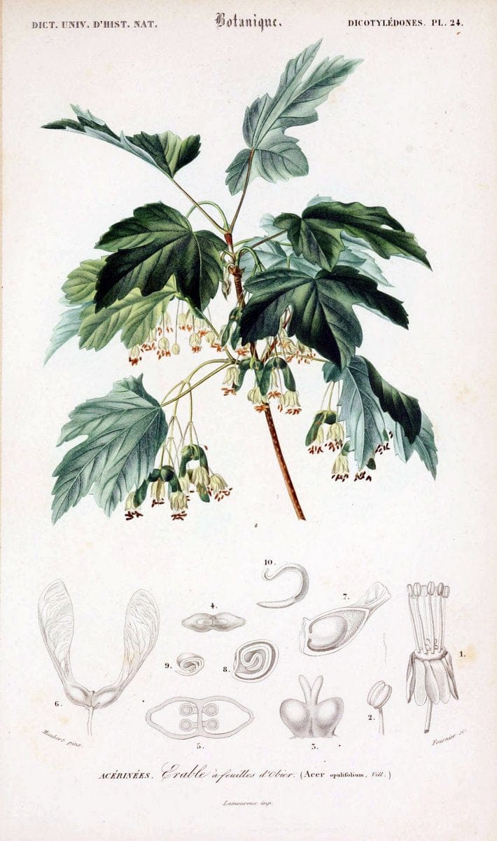 Dictionnaire universel d'histoire naturelle. v. 3 1849 - Atlas (Zoologie-Botanique)Paris | Dictionaries "Natural history" "NCSU Libraries" | Vintage Print Reproduction 470044