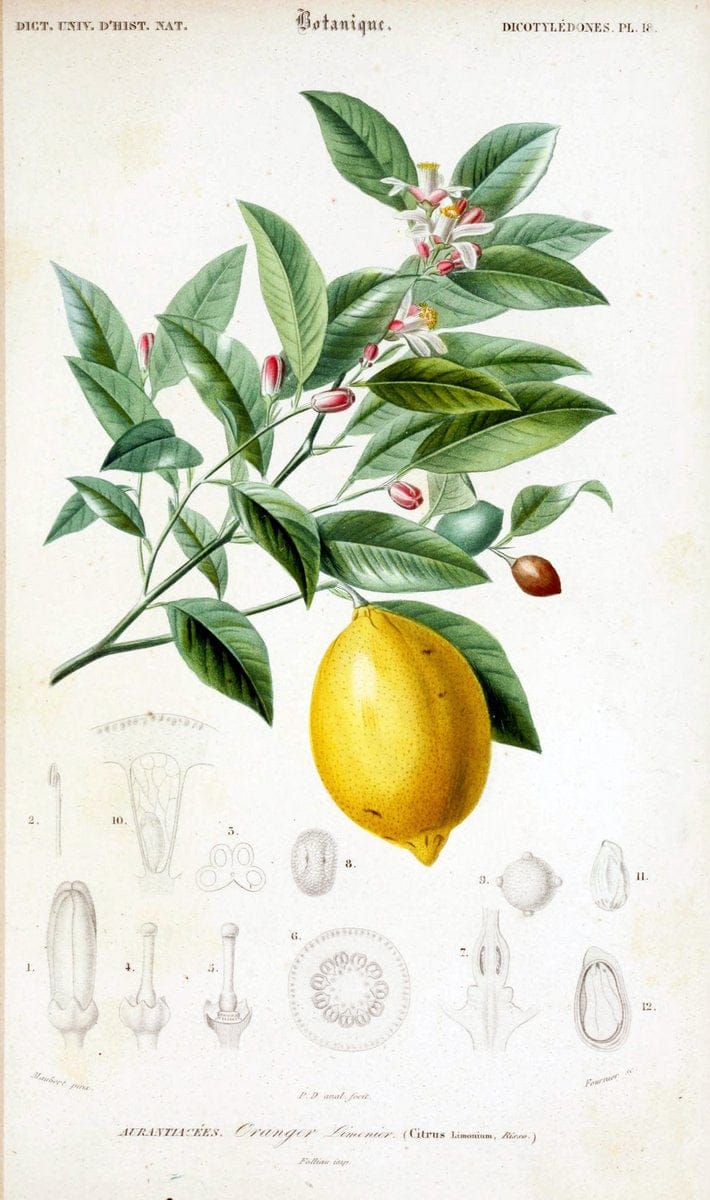 Dictionnaire universel d'histoire naturelle. v. 3 1849 - Atlas (Zoologie-Botanique)Paris | Dictionaries "Natural history" "NCSU Libraries" | Vintage Print Reproduction 470045