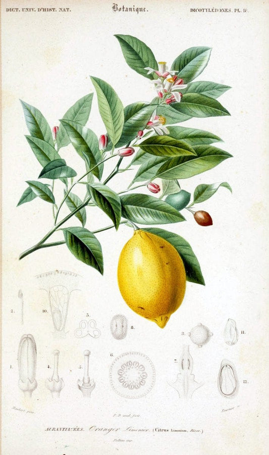 Dictionnaire universel d'histoire naturelle. v. 3 1849 - Atlas (Zoologie-Botanique)Paris | Dictionaries "Natural history" "NCSU Libraries" | Vintage Print Reproduction 470045