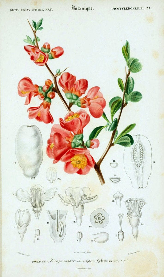 Dictionnaire universel d'histoire naturelle. v. 3 1849 - Atlas (Zoologie-Botanique)Paris | Dictionaries "Natural history" "NCSU Libraries" | Vintage Print Reproduction 470047
