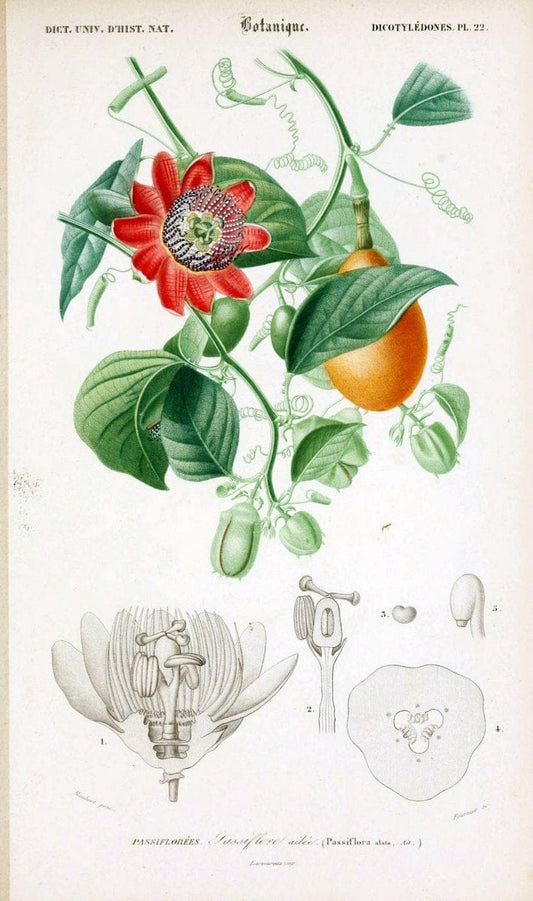 Dictionnaire universel d'histoire naturelle. v. 3 1849 - Atlas (Zoologie-Botanique)Paris | Dictionaries "Natural history" "NCSU Libraries" | Vintage Print Reproduction 470051