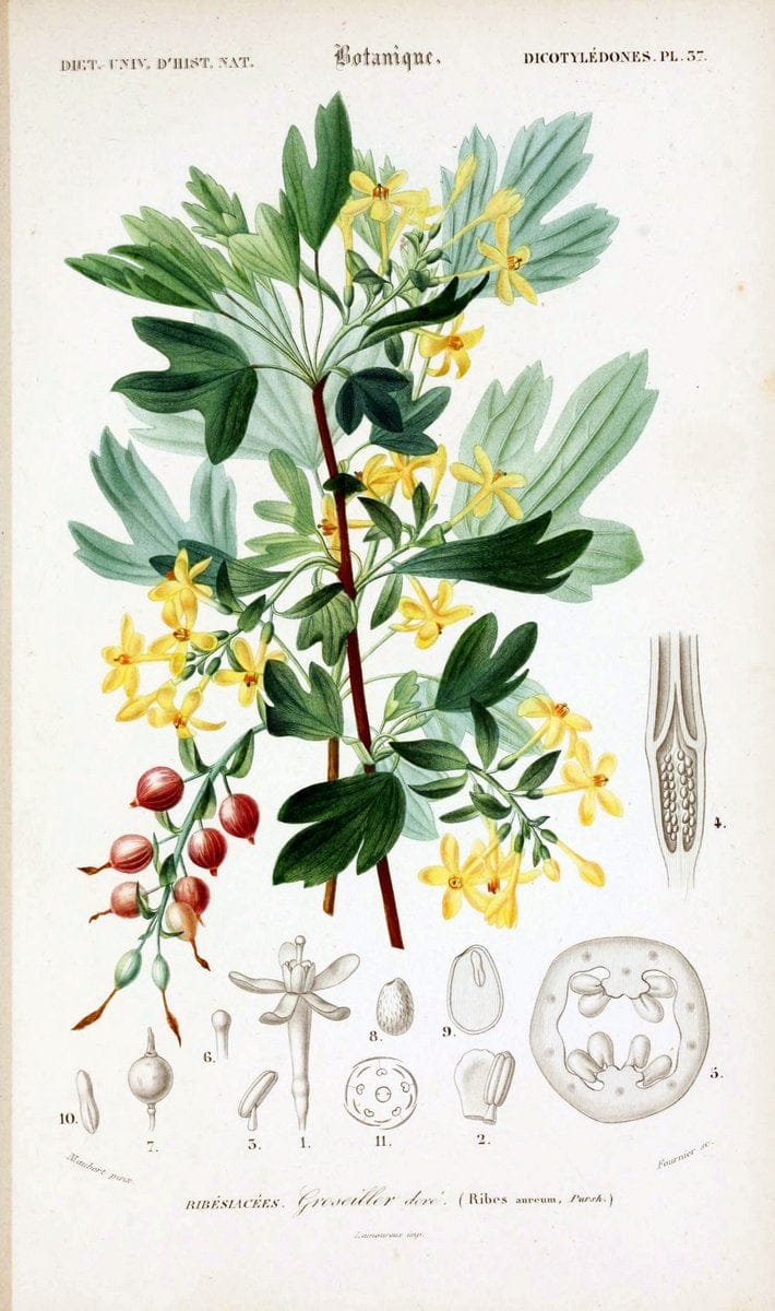 Dictionnaire universel d'histoire naturelle. v. 3 1849 - Atlas (Zoologie-Botanique)Paris | Dictionaries "Natural history" "NCSU Libraries" | Vintage Print Reproduction 470052