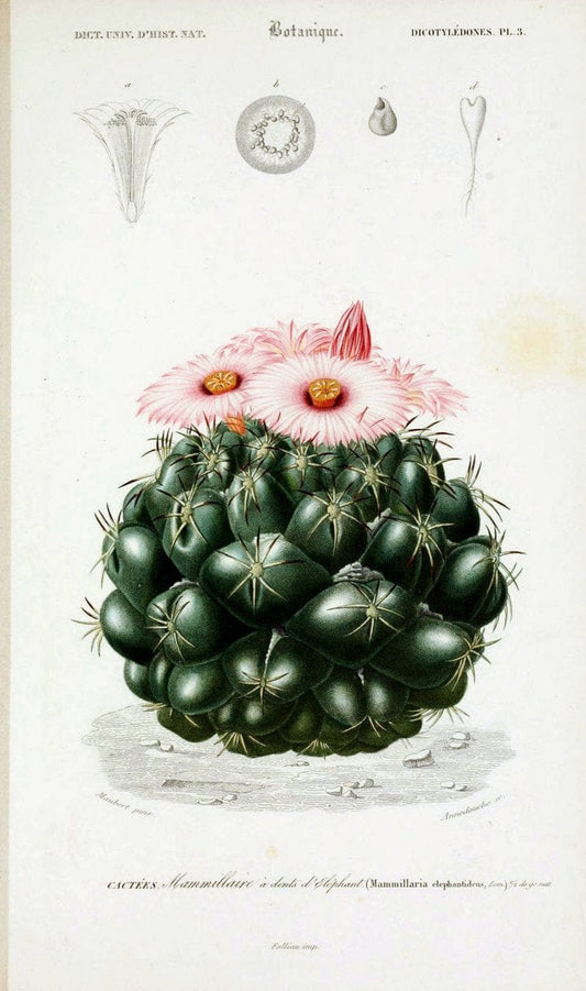 Dictionnaire universel d'histoire naturelle. v. 3 1849 - Atlas (Zoologie-Botanique)Paris | Dictionaries "Natural history" "NCSU Libraries" | Vintage Print Reproduction 470053