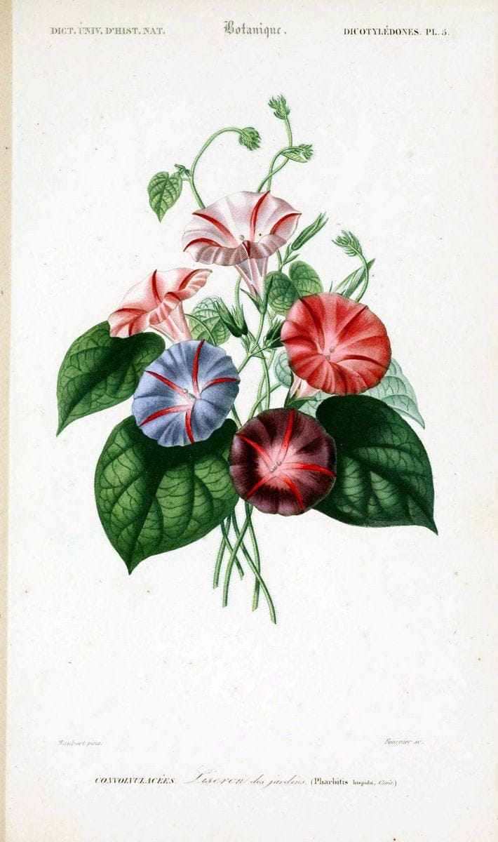 Dictionnaire universel d'histoire naturelle. v. 3 1849 - Atlas (Zoologie-Botanique)Paris | Dictionaries "Natural history" "NCSU Libraries" | Vintage Print Reproduction 470059