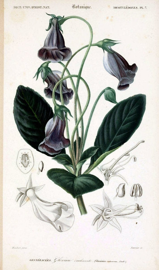 Dictionnaire universel d'histoire naturelle. v. 3 1849 - Atlas (Zoologie-Botanique)Paris | Dictionaries "Natural history" "NCSU Libraries" | Vintage Print Reproduction 470061