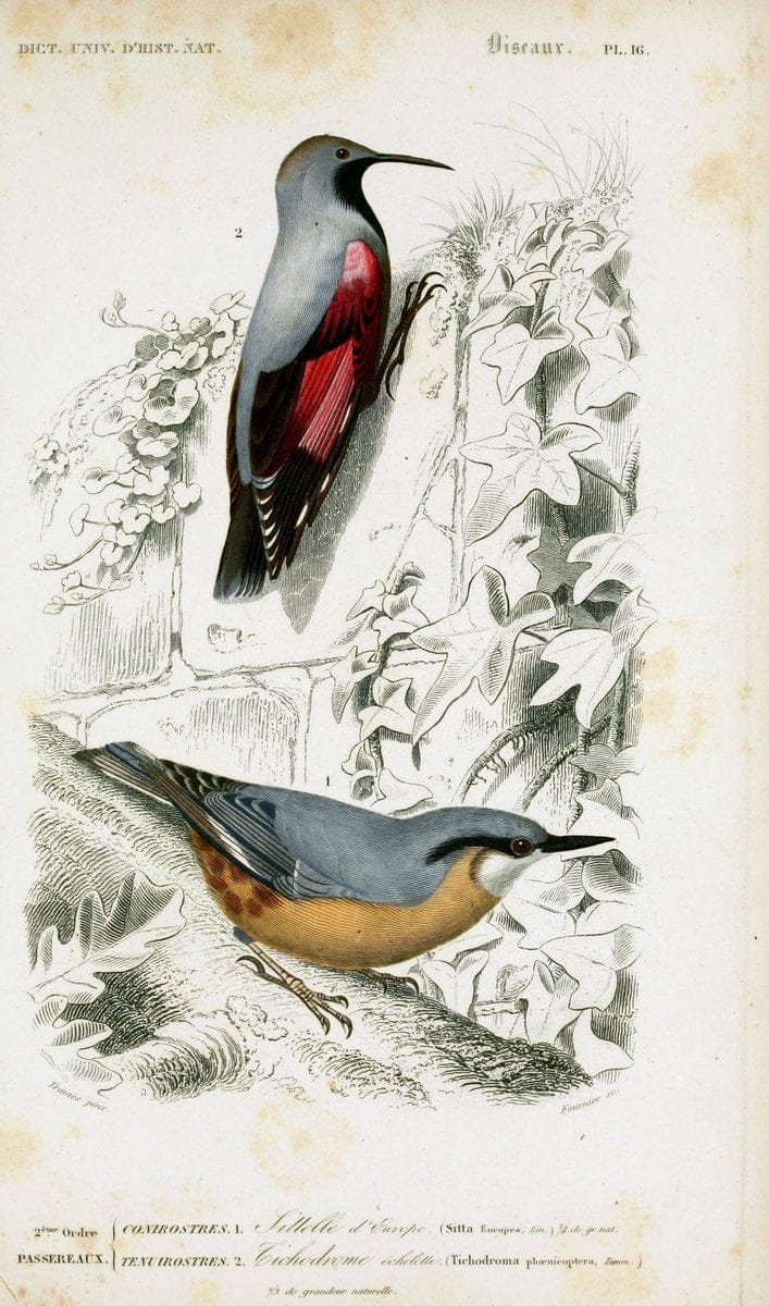 Dictionnaire universel d'histoire naturelle :.Paris | Dictionaries "Natural history"  | Vintage Print Reproduction 470068