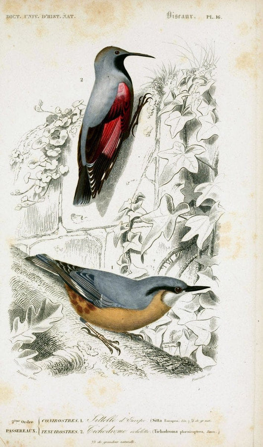 Dictionnaire universel d'histoire naturelle :.Paris | Dictionaries "Natural history"  | Vintage Print Reproduction 470068