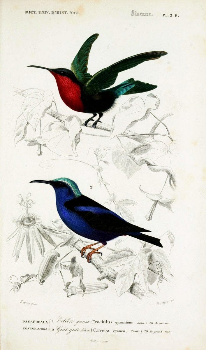 Dictionnaire universel d'histoire naturelle :.Paris | Dictionaries "Natural history"  | Vintage Print Reproduction 470070