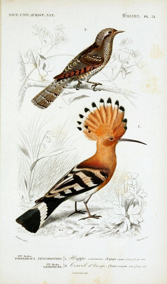 Dictionnaire universel d'histoire naturelle :.Paris | Dictionaries "Natural history"  | Vintage Print Reproduction 470076
