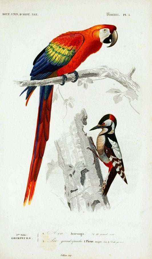 Dictionnaire universel d'histoire naturelle :.Paris | Dictionaries "Natural history"  | Vintage Print Reproduction 470077